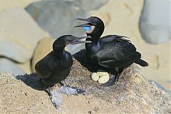 Brandt's Cormorant